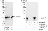 Detection of human and mouse Lamin-A by 