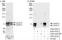 Detection of human Lamin-A and Lamin-C b