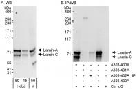 Detection of human and mouse Lamin-A and