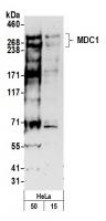 Detection of human MDC1 by western blot.