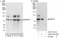Detection of human and mouse MPP11 by we