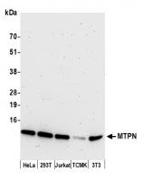 Detection of human and mouse MTPN by wes