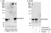 Detection of human MYEF2 by western blot