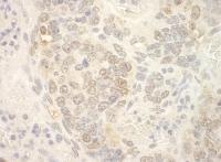 Detection of mouse NCBP2 by immunohistoc