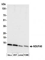 Detection of human and mouse NDUFA5 by w