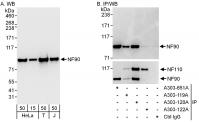 Detection of human NF90 by western blot 