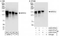 Detection of human NFATc3 by western blo