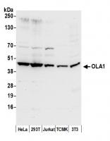 Detection of human and mouse OLA1 by wes