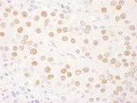 Detection of mouse PARN by immunohistoch