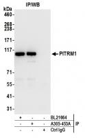 Detection of human PITRM1 by western blo