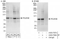 Detection of human POLR3E by western blo