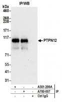 Detection of human PTPN12 by WB of immun