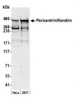 Detection of human Pericentrin/Kendrin b