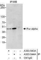 Detection of human Pur-alpha by western 