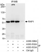 Detection of human RAP1 by western blot 