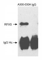 Detection of human RFX5 by immunoprecipi