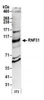 Detection of mouse RNF31 by western blot