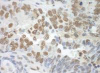 Detection of mouse SF3A3 by immunohistoc