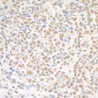 Detection of mouse SMC1 by immunohistoch