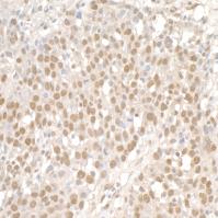 Detection of human SMC1 by immunohistoch