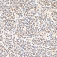 Detection of mouse SMC3 by immunohistoch