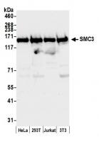 Detection of human and mouse SMC3 by wes