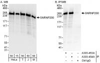 Detection of human and mouse SNRNP200 by