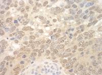Detection of mouse SPF45 by immunohistoc