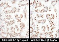Detection of human SRp75 by immunohistoc