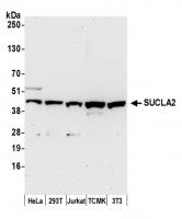 Detection of human and mouse SUCLA2 by w