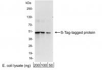 Detection of S-Tag-tagged Protein by wes