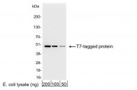 Detection of T7-tagged Protein by wester