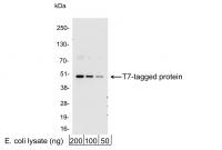 Detection of T7-tagged Protein by wester