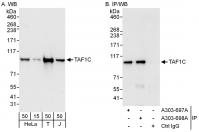 Detection of human TAF1C by western blot