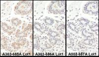 Detection of human TAF5 by immunohistoch