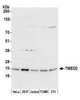 Detection of human and mouse TMED2 by we