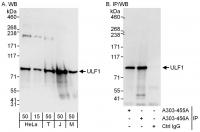 Detection of human and mouse ULF1 by wes
