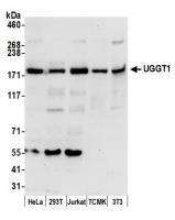 Detection of human and mouse UGGT1 by we