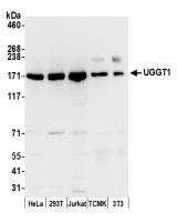 Detection of human and mouse UGGT1 by we