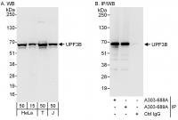 Detection of human UPF3B by western blot