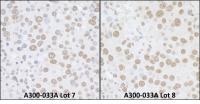 Detection of mouse USP7 by immunohistoch
