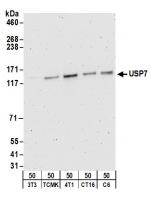 Detection of mouse and rat USP7 by weste