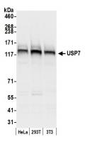 Detection of human and mouse USP7 by wes
