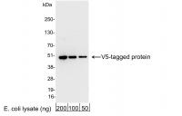 Detection of V5-tagged Protein by wester