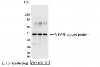 Detection of VSV-G-tagged Protein by wes