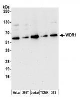 Detection of human and mouse WDR1 by wes