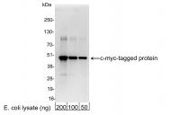 Detection of c-myc-tagged Protein by wes