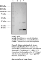 CAY20582-100 ug: Citrullinated Core Hist