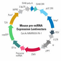 Mouse pre-miRNA Expression Lentivectors 