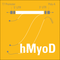 mRNAExpress™ hMyoD Transcript